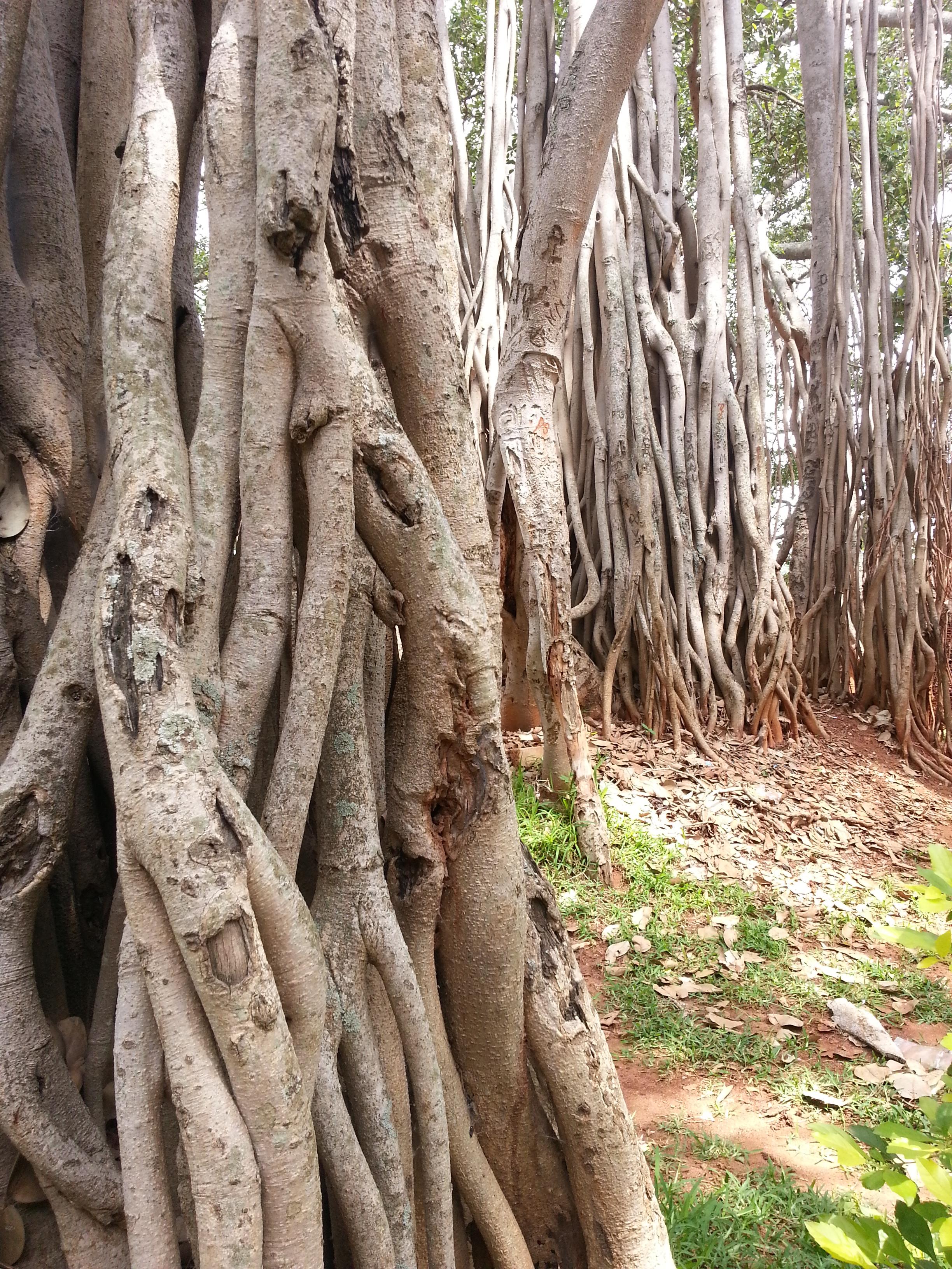 Big Banyan Tree
